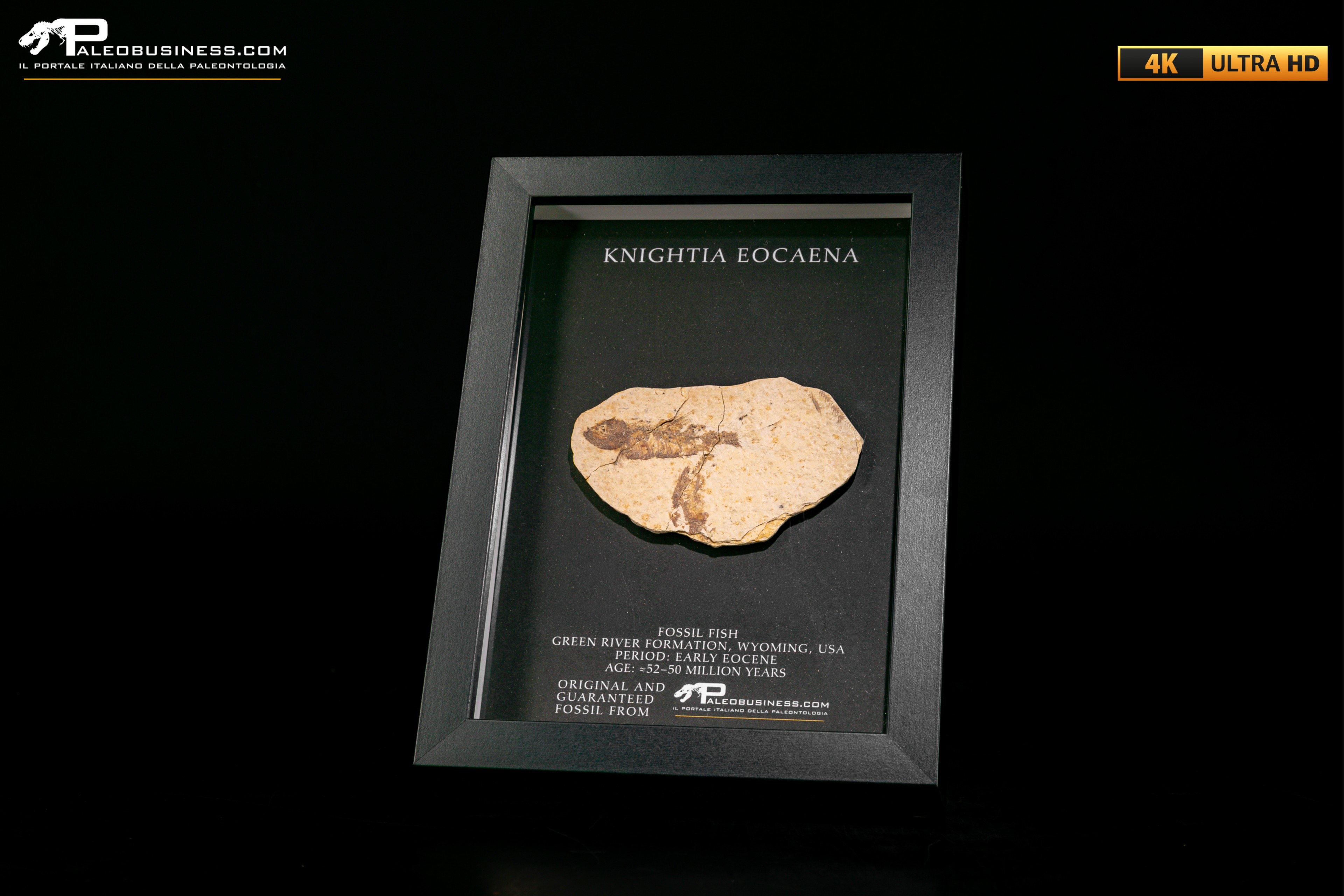 Pesce fossile Knightia eocaena in cornice