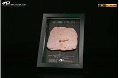 Pesce fossile Knightia eocaena in cornice
