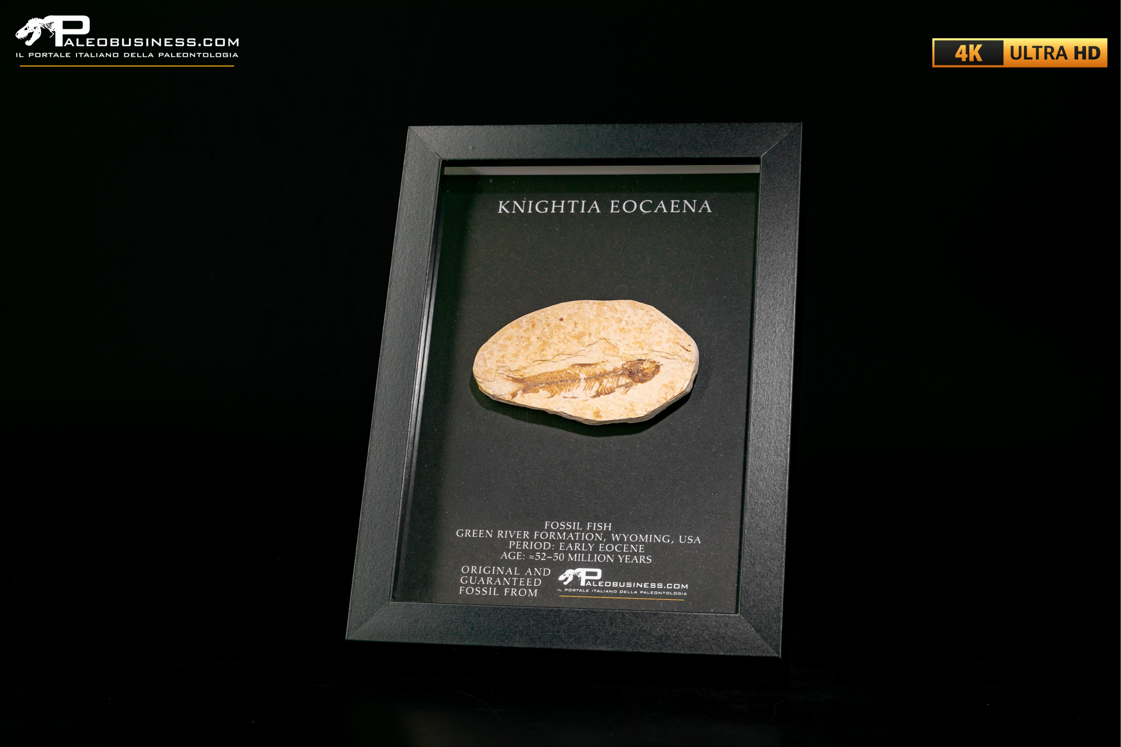 Pesce fossile Knightia eocaena in cornice