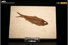 Knightia eocaena