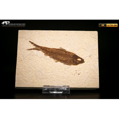 Knightia eocaena