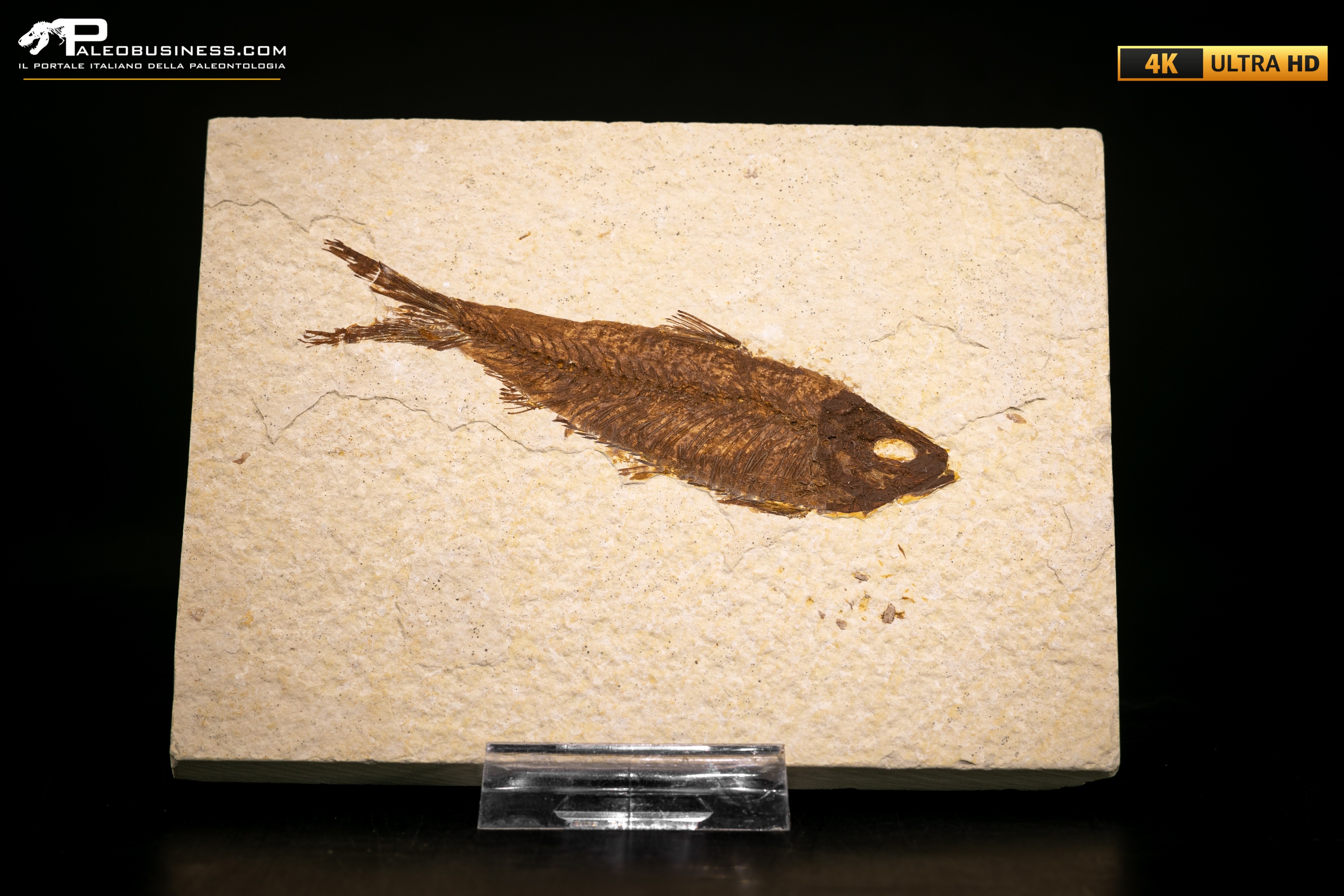 Knightia eocaena