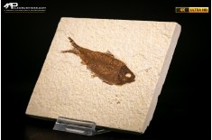 Knightia eocaena