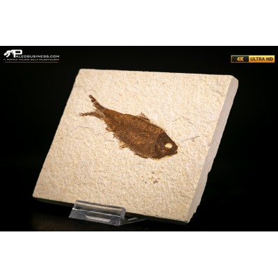 Knightia eocaena