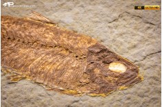 Knightia eocaena