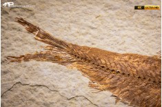 Knightia eocaena
