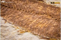 Knightia eocaena