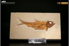 Knightia eocaena