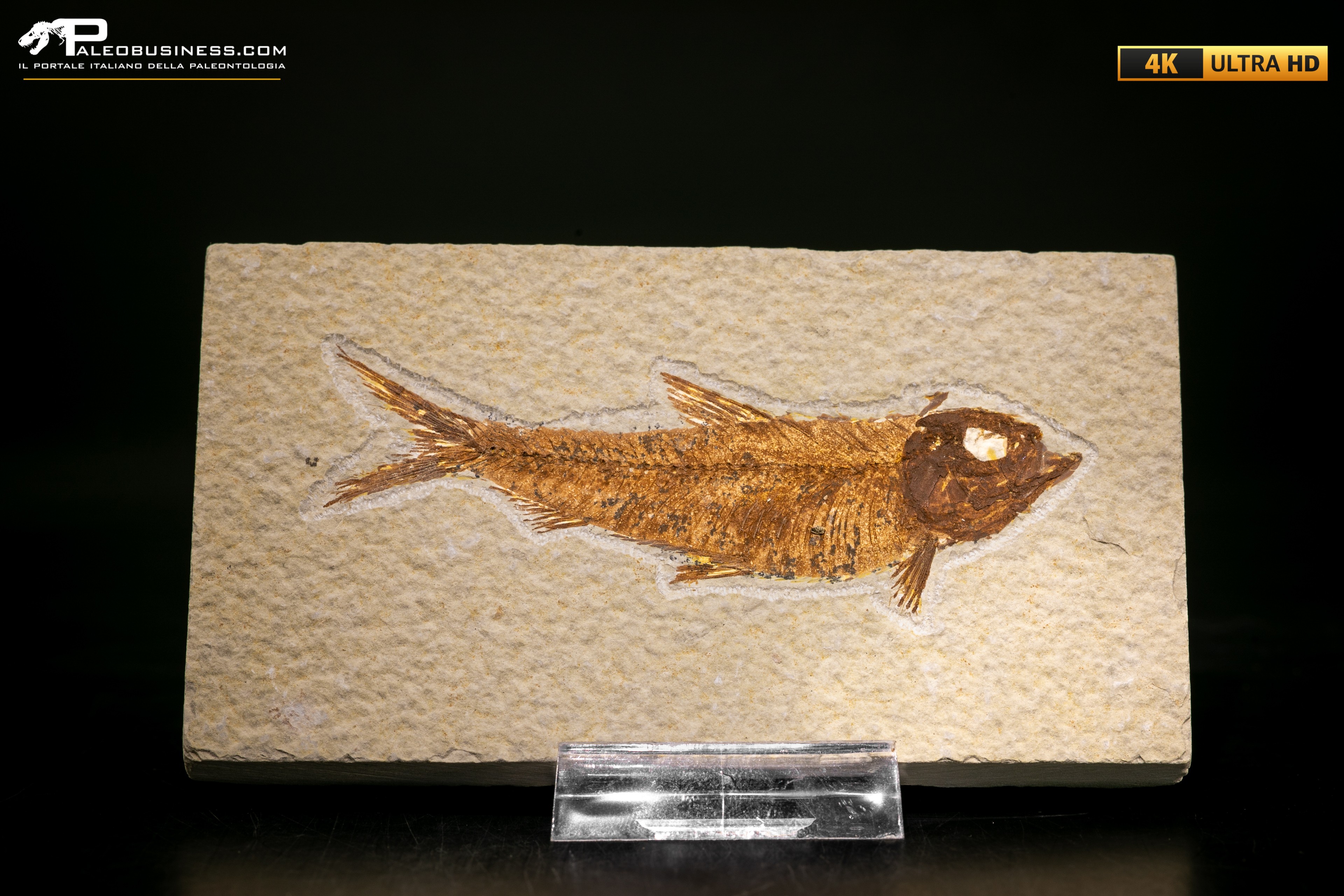 Knightia eocaena