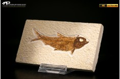 Knightia eocaena