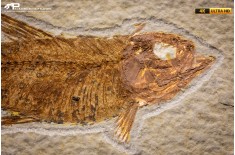 Knightia eocaena