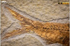 Knightia eocaena