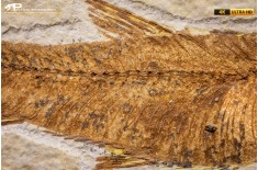 Knightia eocaena