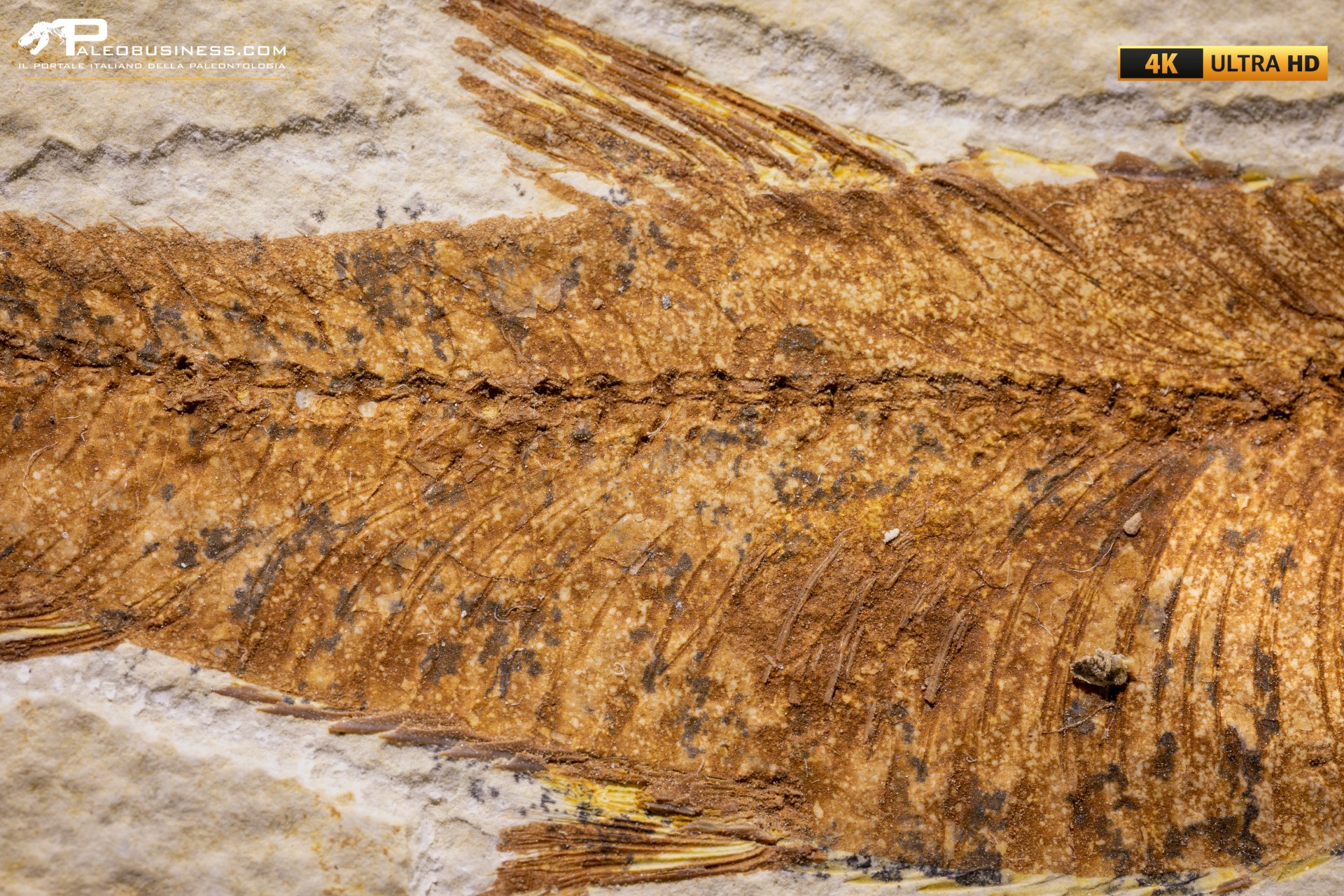 Knightia eocaena Knightia eocaena