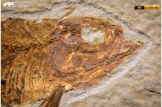 Knightia eocaena