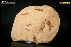 Knightia eocaena - multi esemplare