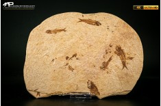 Knightia eocaena - multi esemplare
