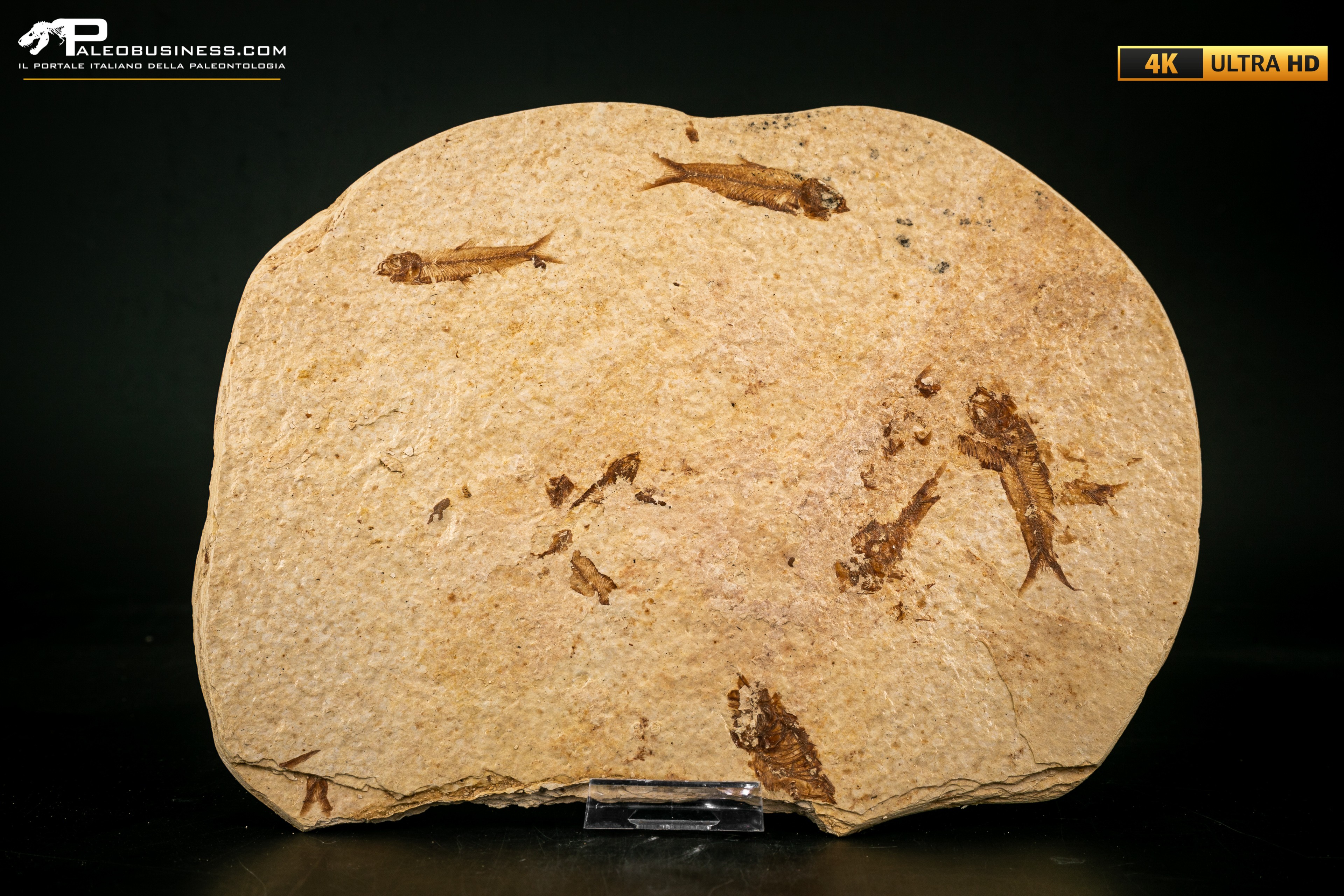 Knightia eocaena - multi esemplare