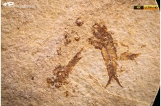 Knightia eocaena - multi esemplare