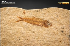 Knightia eocaena - multi esemplare