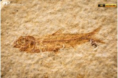 Knightia eocaena - multi esemplare