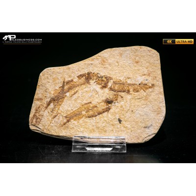 Knightia eocaena - multi esemplare