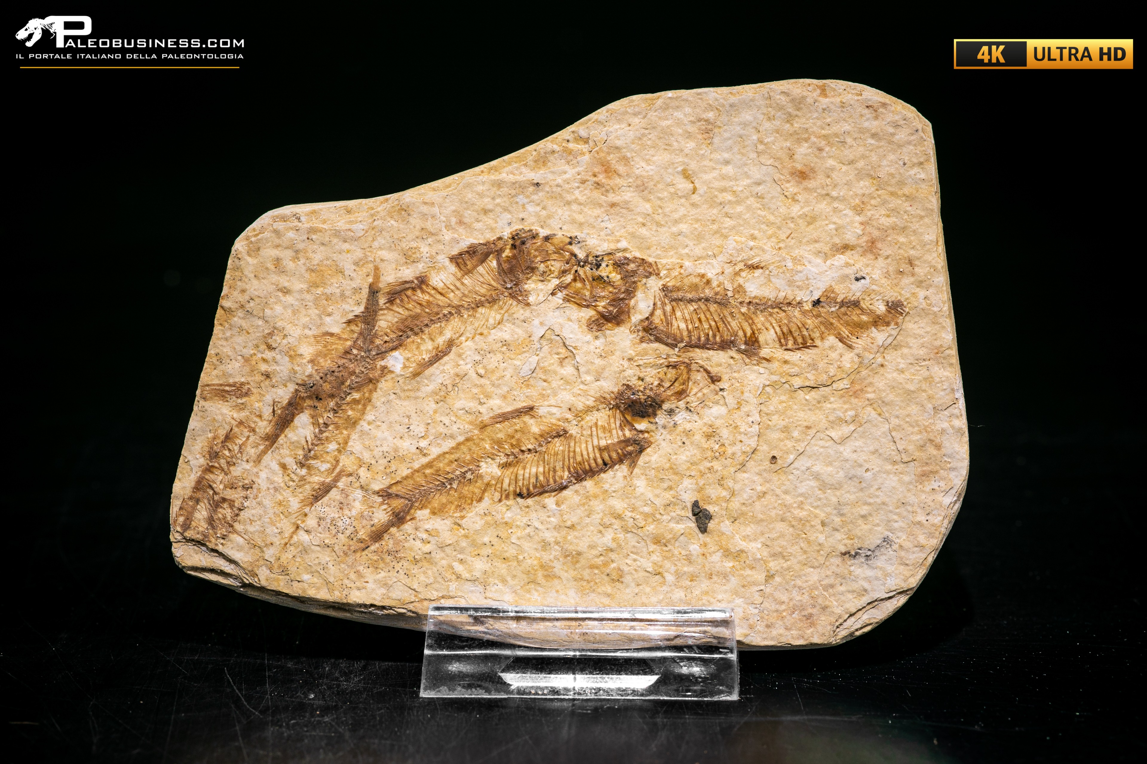 Knightia eocaena - multi esemplare