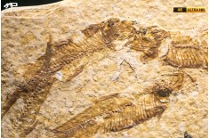 Knightia eocaena - multi esemplare