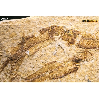 Knightia eocaena - multi esemplare