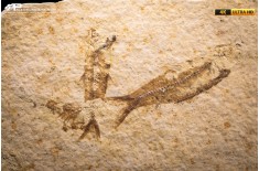 Knightia eocaena - multi esemplare