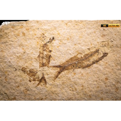 Knightia eocaena - multi esemplare