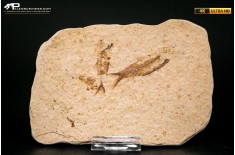 Knightia eocaena - multi esemplare