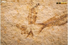 Knightia eocaena - multi esemplare