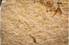 Knightia eocaena - multi esemplare