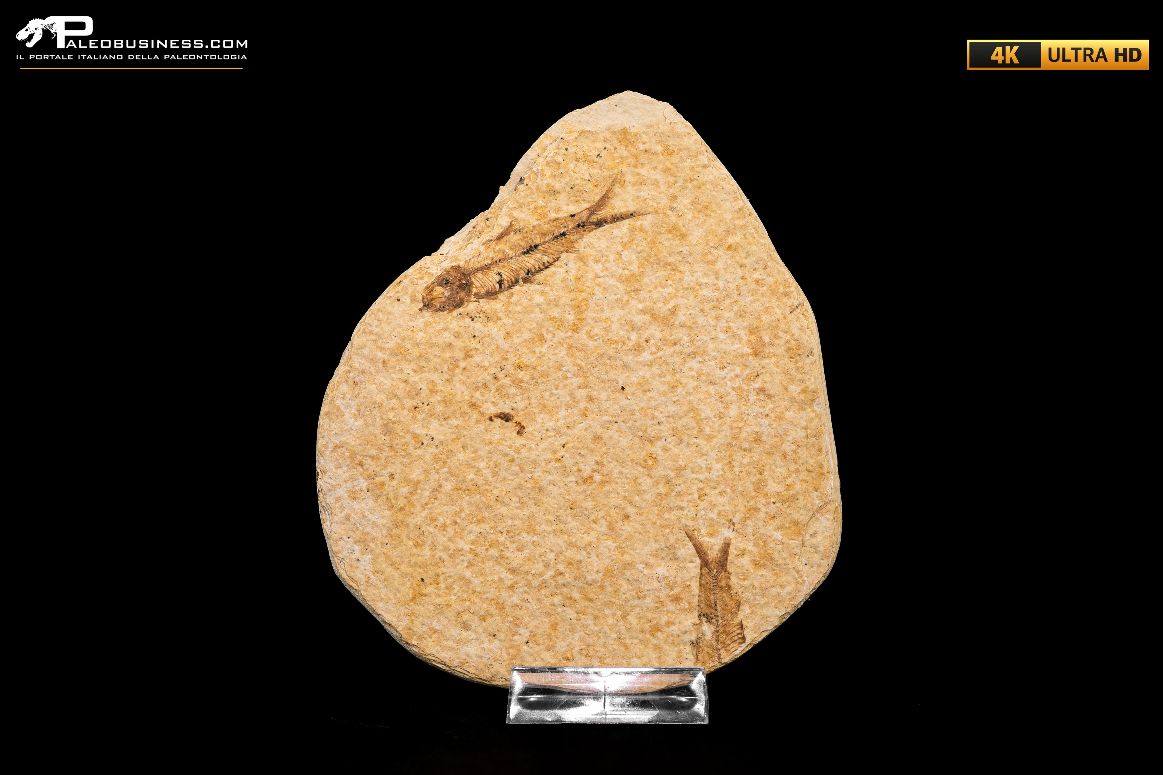 Knightia eocaena