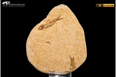Knightia eocaena
