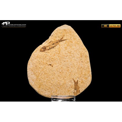 Knightia eocaena