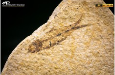 Knightia eocaena