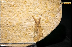 Knightia eocaena