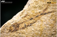 Knightia eocaena