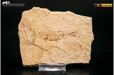 Knightia eocaena
