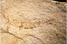 Knightia eocaena
