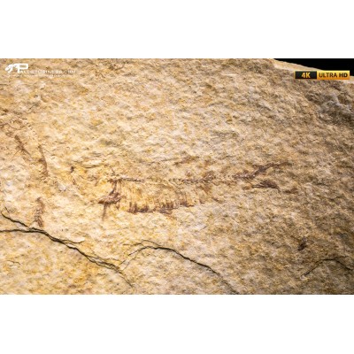 Knightia eocaena
