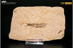 Knightia eocaena