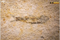 Knightia eocaena