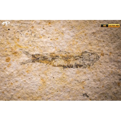 Knightia eocaena