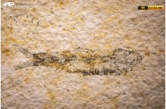 Knightia eocaena
