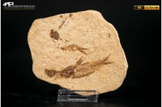 Knightia eocaena - multi esemplare