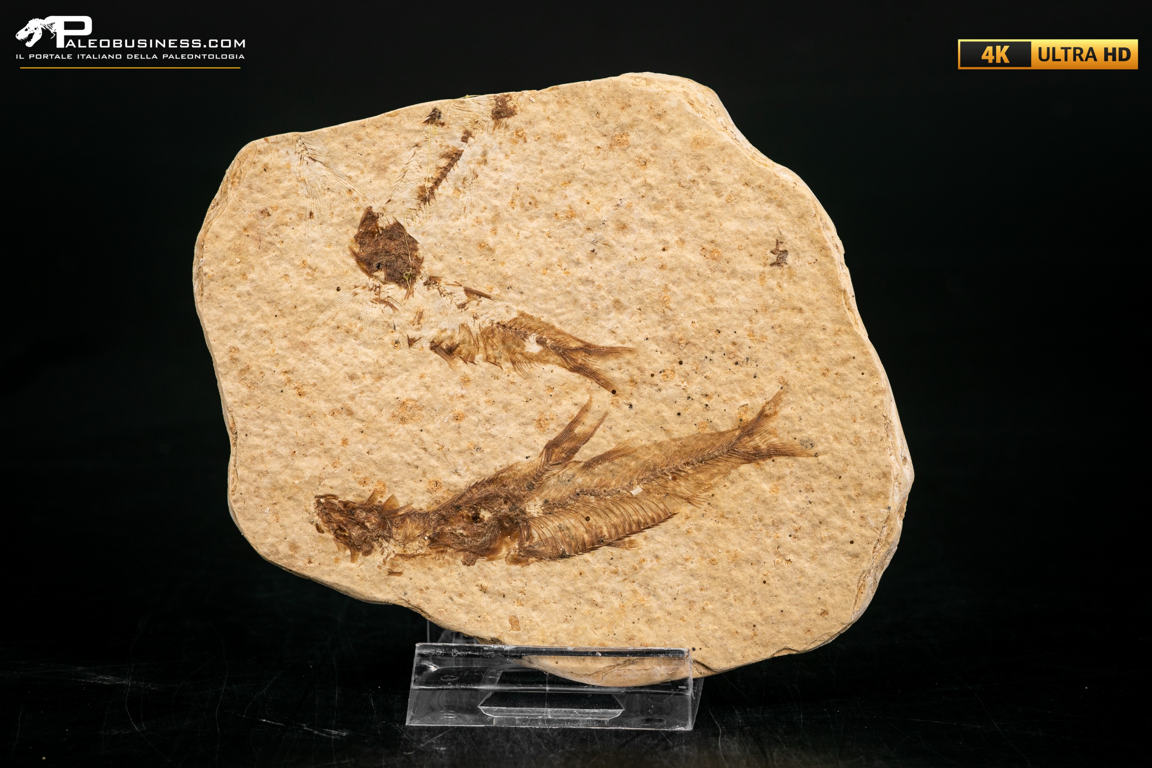 Knightia eocaena - multi esemplare