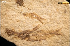 Knightia eocaena - multi esemplare